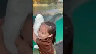 Dolphin reacts to stuffed animal #shorts #youtubeshorts #animals #viral