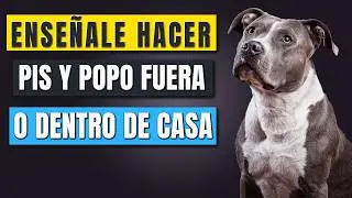 Como Enseñar a tu Pitbull a Ir al BAÑO en el Lugar CORRECTO