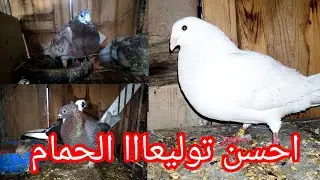 فيديو جديد 💯 توليعة مع الحمام 😱😯 او احسن توليعة في الحمام مرحبا بكم جميعا 