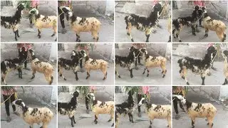 6305487644 pure quality marchalla sheep Available for sale in Hyderabad vattapally nice hotel