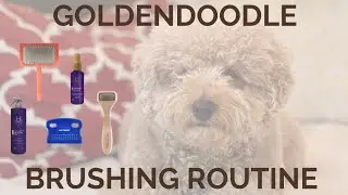 How to brush your Goldendoodle! 🐶🧼 (Prevent matting and your dog getting shaved)