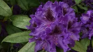 Beautiful Rhododendron Tour