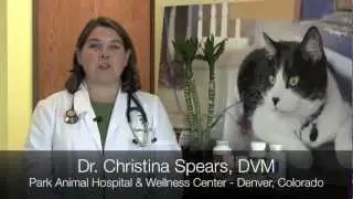 Denver Vet Acupuncture - Denver Pet Acupuncture - Dr. Christina Spears DVM