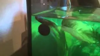 New tank + treatment + unwell fish