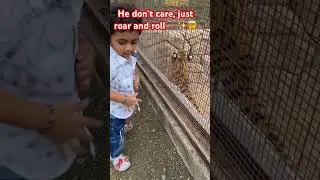 He don&rsquo;t care, just roar and roll 🐅✨ #tiger #lion #wildlife #tigertime #kids fun