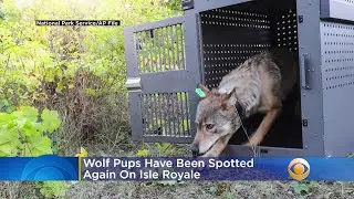Wolf Pups Have Been Spotted Again On Isle Royale