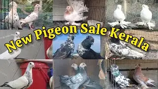⚡Fancy Pigeon🤍Pigeon Loft Kerala🤩Parava Pravu😅New Pigeon Sale Post❤ 🔥Low Rate Pigeon Sale Kerala🤑