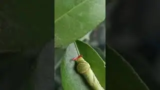 Swallowtail caterpillar everting its osmeterium