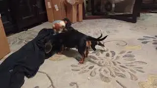 Ruby playing with Sam & Lil Munchkin
