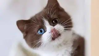 Wow so cute animals || funny cats || cute kittens videos Compilation#10 || #GlobalCats