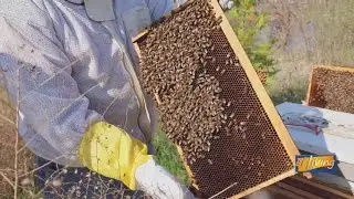 Learn How to Split a Beehive Part 2