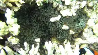 Our Great Barrier Reef Excursion
