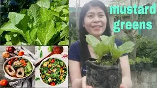 HEALTH BENEFITS OF MUSTARD GREENS|mustasa