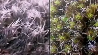 Portfolio ID of Desert Moss (Syntrichia caninervis; Steppe Screw Moss)
