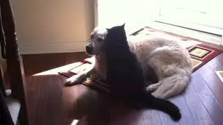 Mar 10th, 2013: Cat bullying dog and losing her mind.