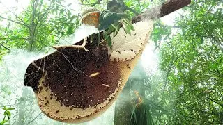 Honey Hunting &ndash; The Most Dangerous Job in the Mountains! #survivalskills #bee #bushcraft