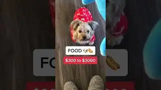 Сколько стоит содержать собаку? 🐶 #stepmobile #step #личныефинансы #инвестиции #деньги