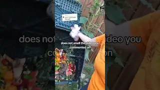 Does Compost Smell? Not in my opinion, but I understand why you think it would.