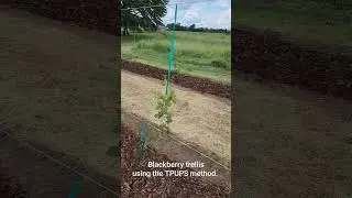 Blackberry trellising using the TPUPS (trellised production using primocane suppression) method.