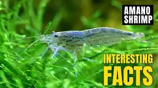 Amazing facts of Amano shrimp | Interesting Facts | The Beast World