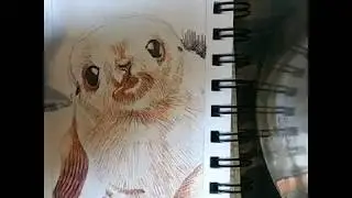 CUTE ANIMALS: BABY SEAL (PUP)!!! TIME LAPSE DRAWING!!!