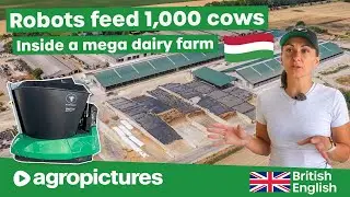Inside an XXL Dairy Farm in Hungary 🐄🇭🇺 1,000+ Cows Fed Automatically by Wasserbauer Feeding Robot