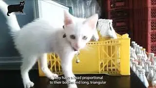 Why Khao Manee Cats Are So Rare & Beautiful