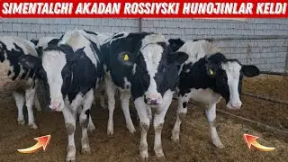 🐮 Rossiya Davlatidan Kelgan Bugʻoz Hunojinlar Sotiladi ☎️93 130 44 77