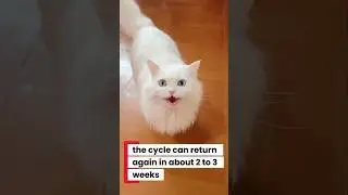 cat heat cycle🔥female cat in heat sign & symptoms 🤔#shorts #heat #cat #persiancat #cat