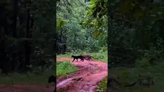 # Eternal couple #panther&hearts;️ Leopard#🐆&hearts;️🐈&zwj;⬛@kabini #Nagarhole national park
