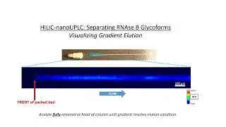 Video of nanoUPLC Gradient Elution of Labelled Glycoprotein -- RNAse B (A488 label)