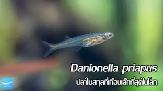 Danionella priapus ปลาในสกุลที่เกือบเล็กที่สุดในโลก