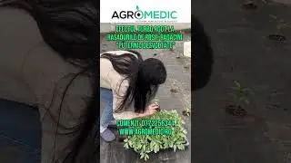 Efectul Turbo Root la rasadurile de rosii. Radacini 