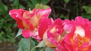 Цветущие вейгелы, клематисы, шалфей. Май 2023.