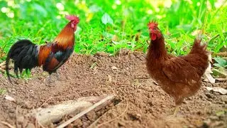 A trap for catching chickens in the forest part 29