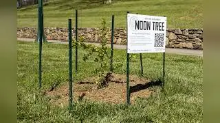 Mars Hill University Welcomes Its Own NASA Moon Tree - Exclusive Dedication Ceremony!