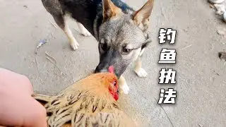 小土狗被关了一个月，今天不咬鸡明天就释放