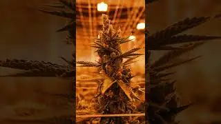 Where it all ends. #flower #oklahoma #medicalmarijuanapatient