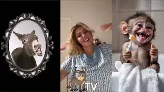Donkey-TV ►► Ghania Michel: le petit CHAT qui se voit en TIGRE face au MIROIR