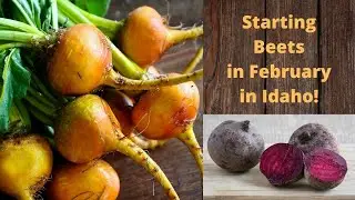 #97 Starting Beets in Idaho in February!