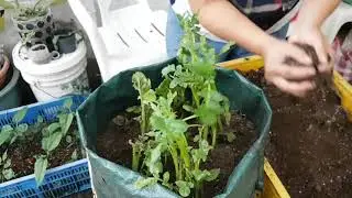 阿美美/馬鈴薯覆土時機