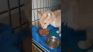 Ollie food aggression test. PASSED WITH FLYING COLORS!