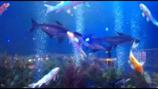 prajith kumar.k.k  ERAMALA bhoshar lulu fish market
