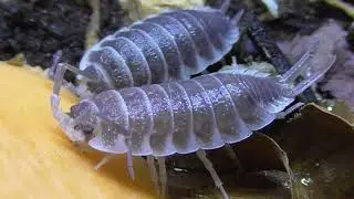 GOLIATH ASSEL / PORCELLIO HOFFMANNSEGGI / GOLIATH ISOPOD
