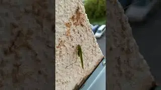 what a gorgeous moustache!!!!! cricket in the city? rare guest on the 5th floor