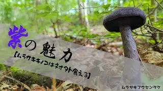 紫キノコの魅力【ムラサキのキノコは対外】