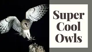 Why Owls Are So Cool?