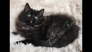 Cocoa's Magenta Collar Girl, TICA black Cherubim Ragdoll