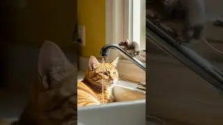 Funny! Cat nap ruined, mice prank too Watch the chaos unfold #cats #pranks #funny