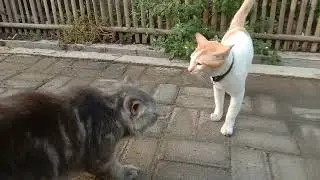 the sound of a male cat calling a female cat, mating season